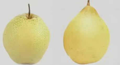 梨類存儲條件指南（雪梨、鴨梨）——不同品種溫濕度差異及實操方案